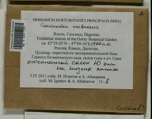 Coscinodon cribrosus (Hedw.) Spruce, Bryophytes, Bryophytes - North Caucasus & Ciscaucasia (B12) (Russia)