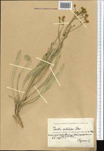 Isatis sabulosa Steven ex Ledeb., Middle Asia, Caspian Ustyurt & Northern Aralia (M8) (Kazakhstan)