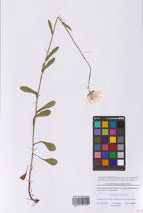 Leucanthemum vulgare Lam., Eastern Europe, Moscow region (E4a) (Russia)