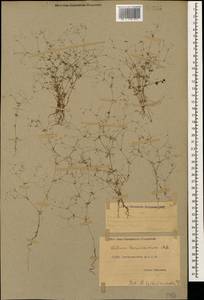Galium tenuissimum M.Bieb., Caucasus, Dagestan (K2) (Russia)
