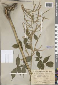 Aruncus dioicus var. kamtschaticus (Maxim.) Hara, Caucasus, Krasnodar Krai & Adygea (K1a) (Russia)