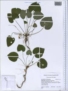 Viola suavis M. Bieb., Middle Asia, Western Tian Shan & Karatau (M3) (Kyrgyzstan)