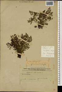 Asplenium ruta-muraria L., Caucasus, Azerbaijan (K6) (Azerbaijan)