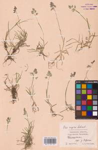 Poa supina Schrad., Eastern Europe, Western region (E3) (Russia)