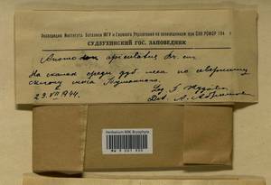 Anomodontopsis rugelii (Müll. Hal.) Ignatov & Fedosov, Bryophytes, Bryophytes - Russian Far East (excl. Chukotka & Kamchatka) (B20) (Russia)