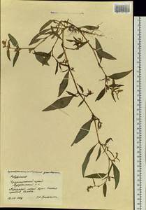 Polygonum, Siberia, Central Siberia (S3) (Russia)