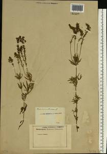 Veronica austriaca subsp. dentata (F. W. Schmidt) Watzl, Eastern Europe, Rostov Oblast (E12a) (Russia)