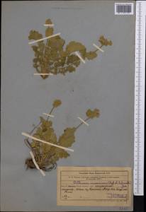 Geum kokanicum Regel & Schmalh. ex Regel, Middle Asia, Western Tian Shan & Karatau (M3) (Uzbekistan)