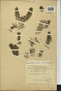 Ceratophyllum demersum L., Middle Asia, Muyunkumy, Balkhash & Betpak-Dala (M9) (Kazakhstan)