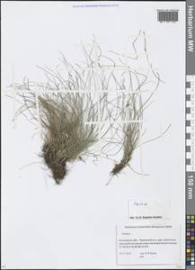 Festuca, Eastern Europe, Moscow region (E4a) (Russia)