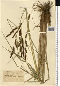 Carex acutiformis Ehrh., Eastern Europe, Lower Volga region (E9) (Russia)