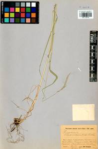 Elymus gmelinii (Trin.) Tzvelev, Siberia, Baikal & Transbaikal region (S4) (Russia)