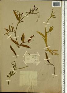 Lathyrus komarovii Ohwi, South Asia, South Asia (Asia outside ex-Soviet states and Mongolia) (ASIA)