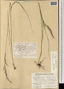 Achnatherum confusum (Litv.) Tzvelev, Mongolia (MONG) (Mongolia)