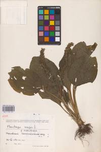 Plantago major L., Eastern Europe, Moscow region (E4a) (Russia)