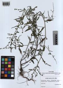 KUZ 003 792, Atriplex patens (Litv.) Iljin, Siberia, Altai & Sayany Mountains (S2) (Russia)