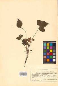 Rubus humulifolius C. A. Mey., Siberia, Russian Far East (S6) (Russia)