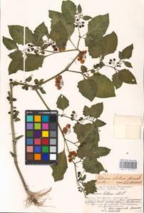 MHA 0 158 672, Solanum villosum, Eastern Europe, South Ukrainian region (E12) (Ukraine)