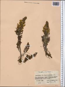 Pedicularis, Middle Asia, Northern & Central Kazakhstan (M10) (Kazakhstan)