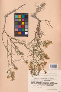 Genista tinctoria subsp. tinctoria, Eastern Europe, Lower Volga region (E9) (Russia)