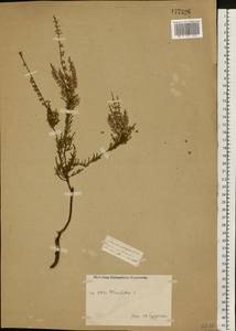 Calluna vulgaris (L.) Hull, Eastern Europe, Central forest-and-steppe region (E6) (Russia)