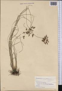 Fimbristylis dichotoma (L.) Vahl, America (AMER) (Cuba)