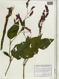 Persicaria orientalis (L.) Spach, Eastern Europe, Central forest-and-steppe region (E6) (Russia)