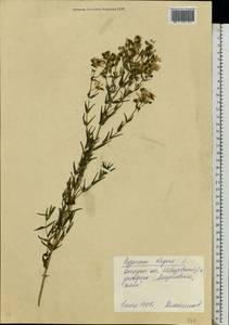 Hypericum elegans Steph. ex Willd., Eastern Europe, South Ukrainian region (E12) (Ukraine)