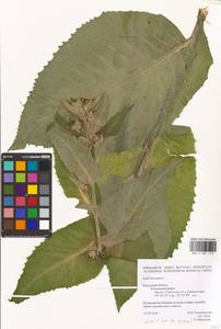 Inula helenium L., Eastern Europe, Central region (E4) (Russia)