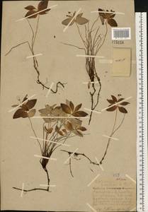 Cornus suecica L., Eastern Europe, Northern region (E1) (Russia)