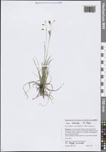 Carex delicata C.B.Clarke, Siberia, Baikal & Transbaikal region (S4) (Russia)