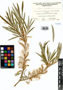 Salix viminalis L., Siberia, Baikal & Transbaikal region (S4) (Russia)