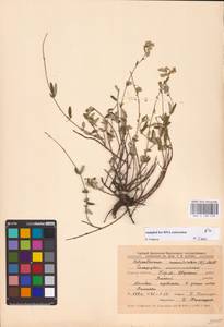 Helianthemum nummularium (L.) Mill., Eastern Europe, Central forest-and-steppe region (E6) (Russia)