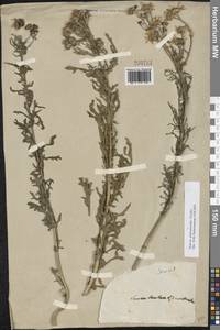 Jacobaea andrzejowskyi (Tzvelev) B.Nord., Eastern Europe (no precise locality) (E0) (Not classified)