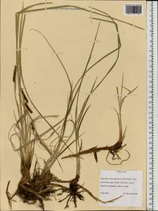 Carex recta Boott, Eastern Europe, Northern region (E1) (Russia)