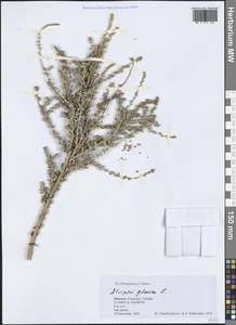 Atriplex glauca L., Africa (AFR) (Morocco)