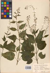 Circaea lutetiana L., Eastern Europe, West Ukrainian region (E13) (Ukraine)