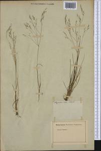 Poaceae, Western Europe (EUR) (Not classified)