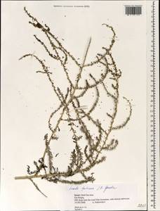 Suaeda fruticosa (L.) Forssk., South Asia, South Asia (Asia outside ex-Soviet states and Mongolia) (ASIA) (Israel)