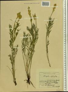 Astragalus asper Jacq., Eastern Europe, Middle Volga region (E8) (Russia)
