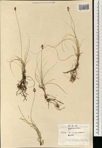 Carex stenophylla subsp. stenophylloides (V.I.Krecz.) T.V.Egorova, Mongolia (MONG) (Mongolia)