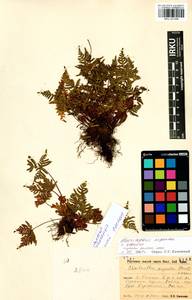 Aleuritopteris argentea (S. G. Gmel.) Fée, Siberia, Baikal & Transbaikal region (S4) (Russia)