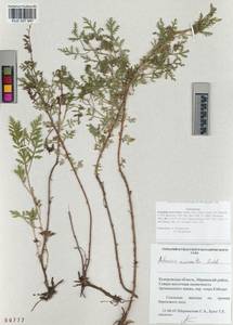 Artemisia macrantha Ledeb., Siberia, Altai & Sayany Mountains (S2) (Russia)