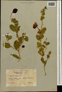 Capparis spinosa var. herbacea (Willd.) Fici, Caucasus, Armenia (K5) (Armenia)