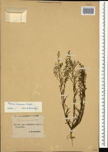 Thesium ramosum Hayne, Caucasus, Stavropol Krai, Karachay-Cherkessia & Kabardino-Balkaria (K1b) (Russia)