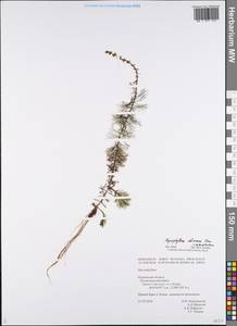 Myriophyllum sibiricum Komarov, Eastern Europe, Northern region (E1) (Russia)