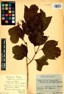 Viburnum sargentii Koehne, Siberia, Russian Far East (S6) (Russia)