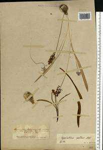 Muscari pallens (M.Bieb.) Fisch., Eastern Europe, South Ukrainian region (E12) (Ukraine)