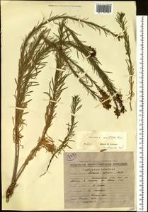Linaria acutiloba Fisch. ex Rchb., Siberia, Chukotka & Kamchatka (S7) (Russia)