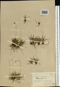 Tofieldia pusilla (Michx.) Pers., Eastern Europe, Northern region (E1) (Russia)